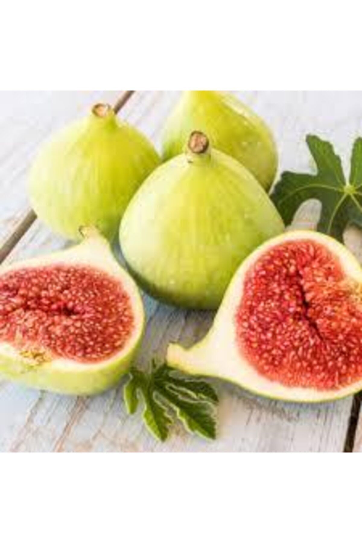 Scuba Yellow Lobe Fig Sapling