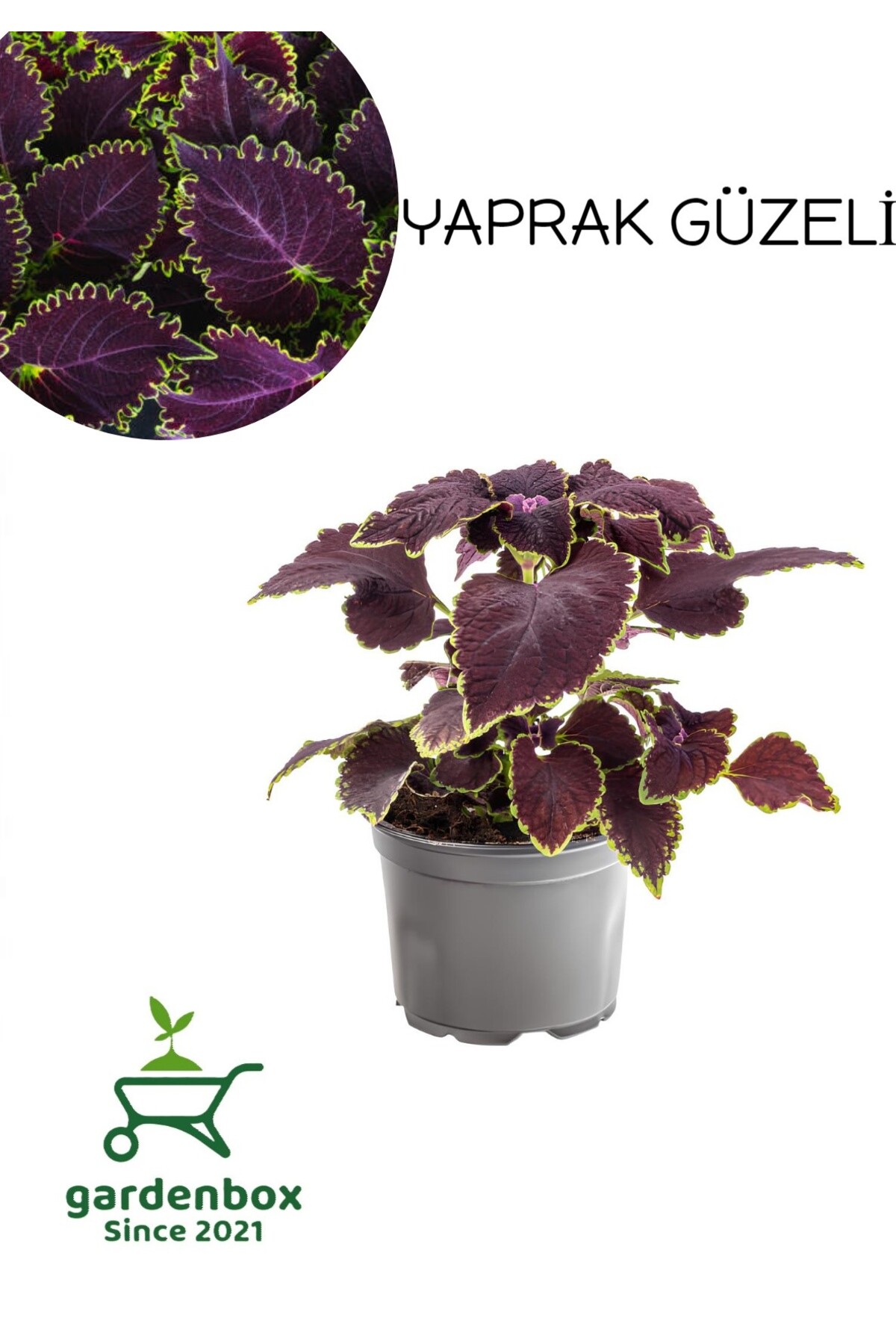 Rare Species Purple Leaf Beauty Flower 1 PIECE KOLYOS (Purple Coleus)