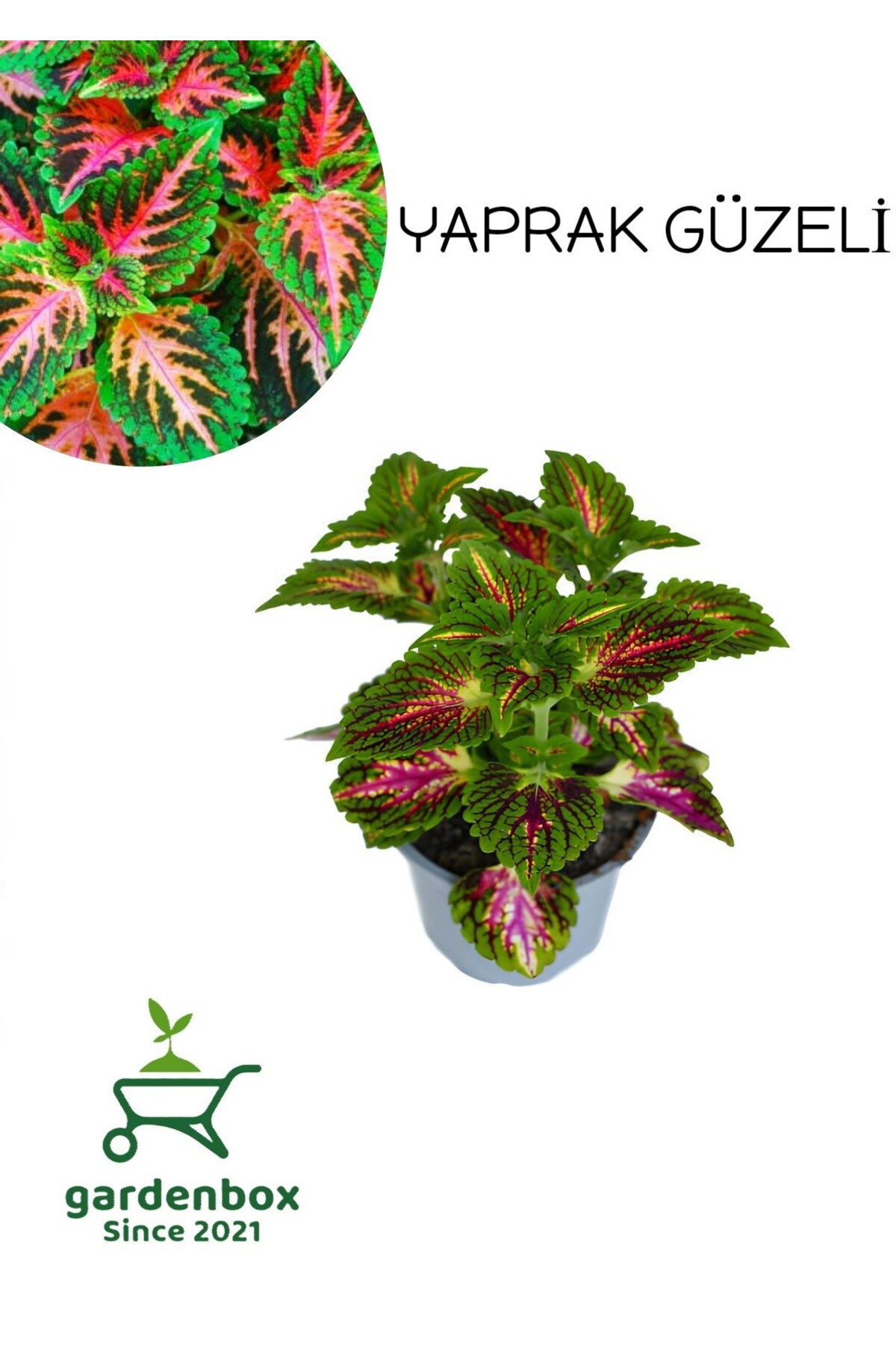 Rare Type Kolyos Leaf Beauty 1 Potted 10-20Cm