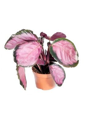 Calathea Roseopicta Rosy - Dua Çiçeği - Ev Ofis Salon İç Mekan Bitkisi - 30 Cm CGCalRos12x30