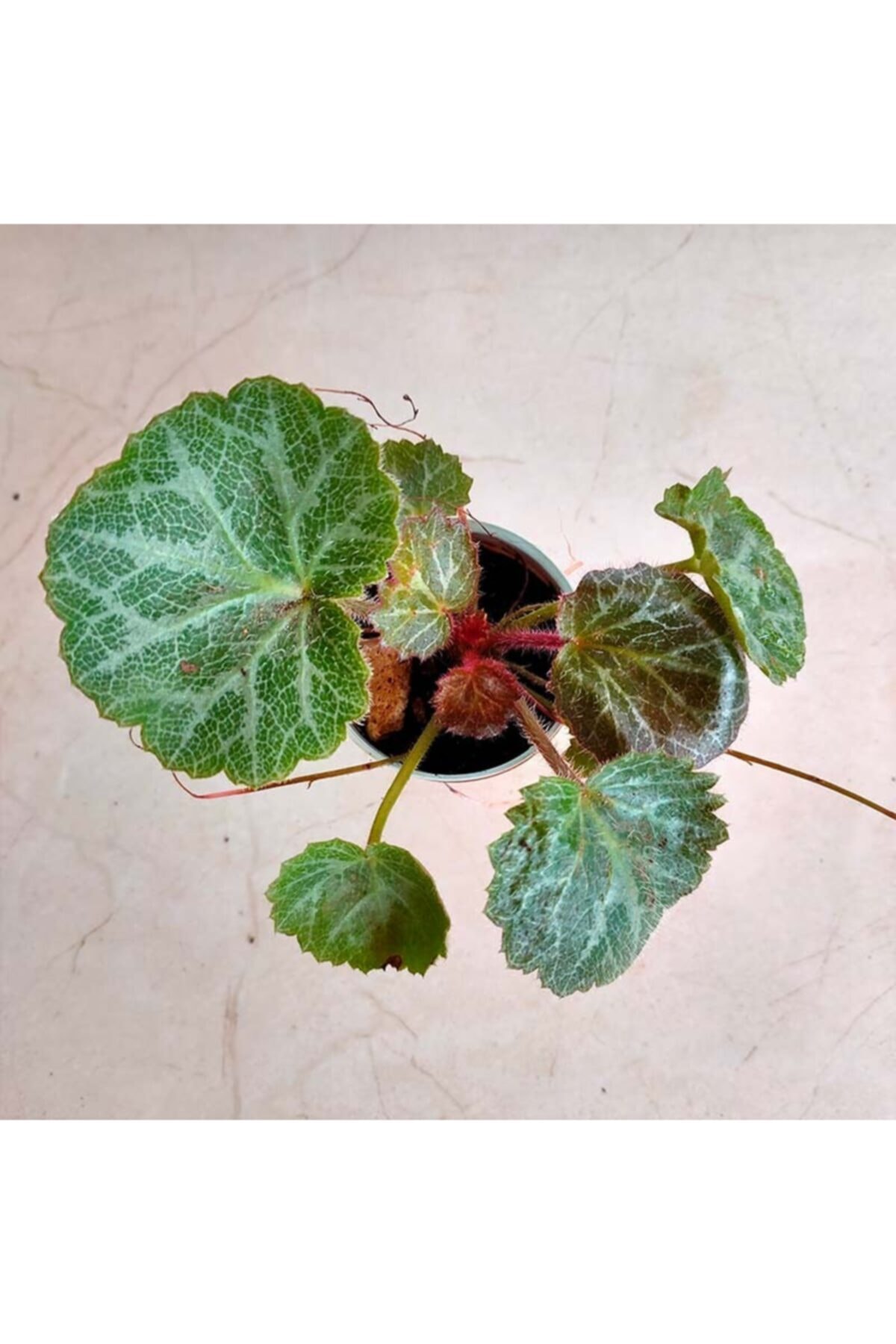 The Bridal Wire is Rooted in a 5cm Pot and Grown Without Medicine
