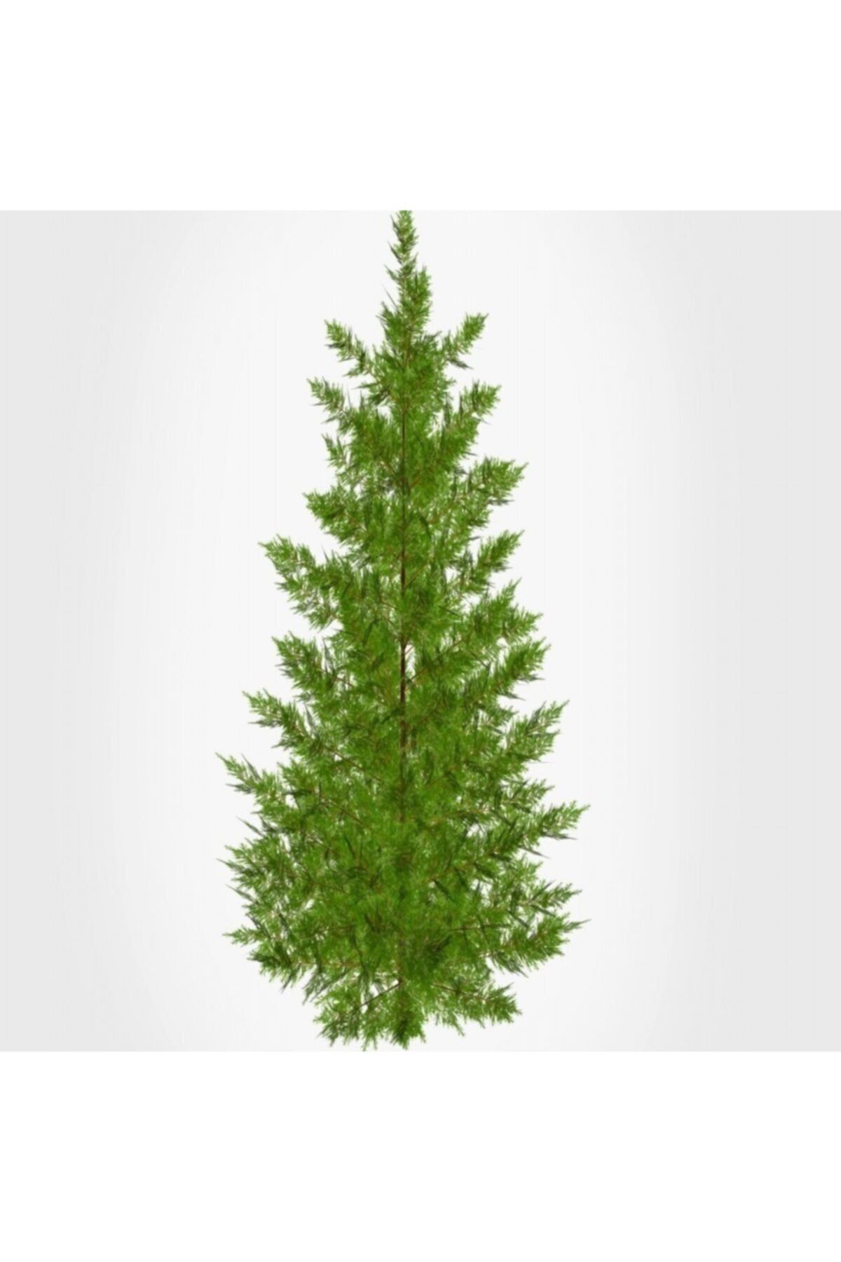 Tüplü Leylandi (cupressocyparis Leylandii) Fidanı(30-40cm) 3