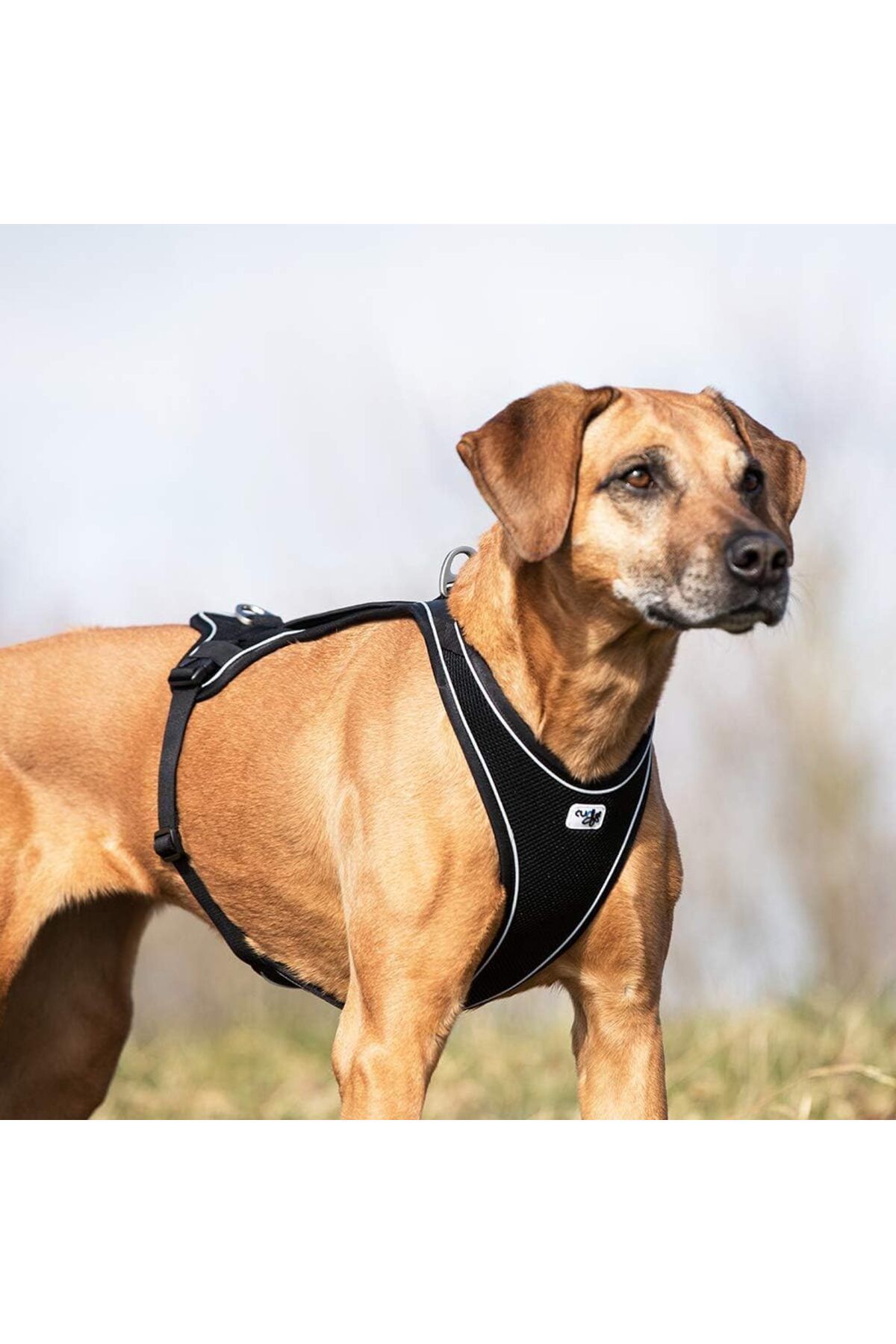 Curli belka comfort harness top