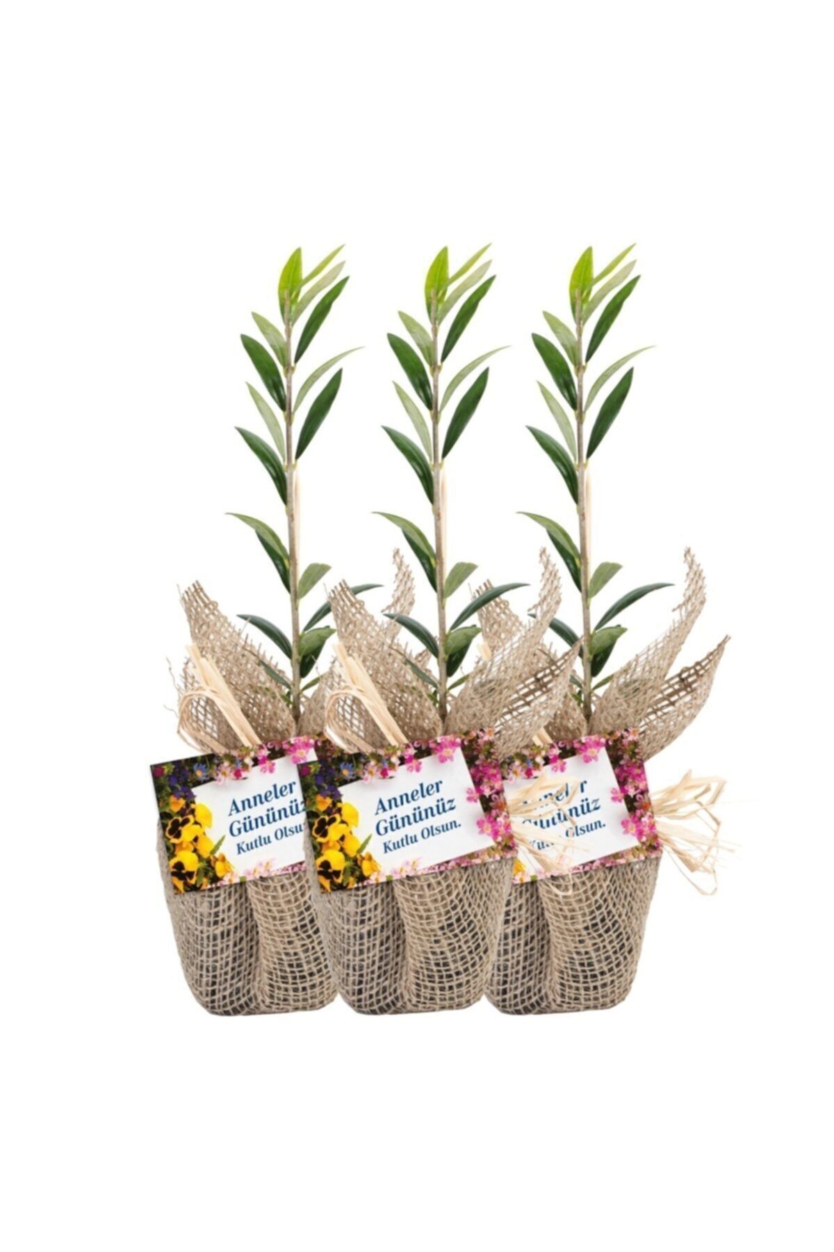 Hediyelik Zeytin Fidanı 3