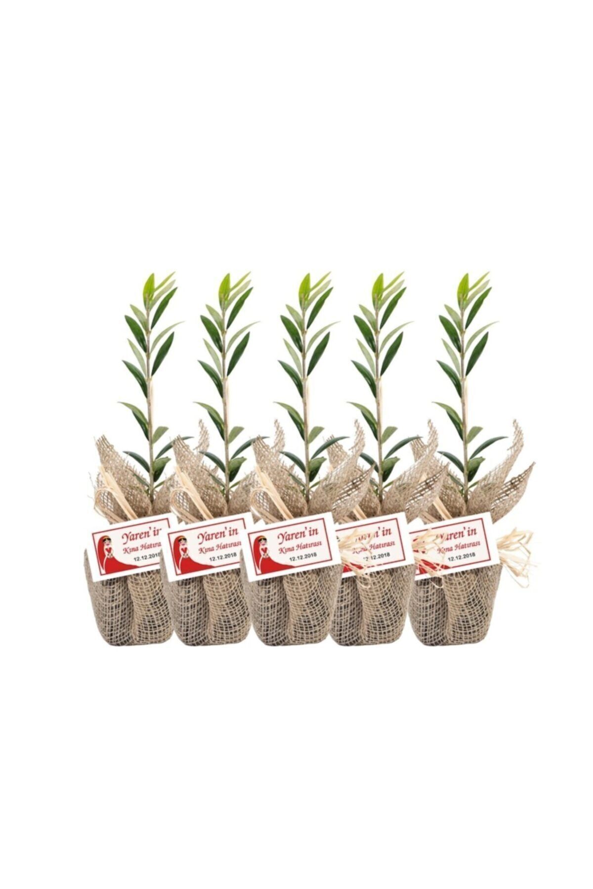 Hediyelik Zeytin Fidanı 4