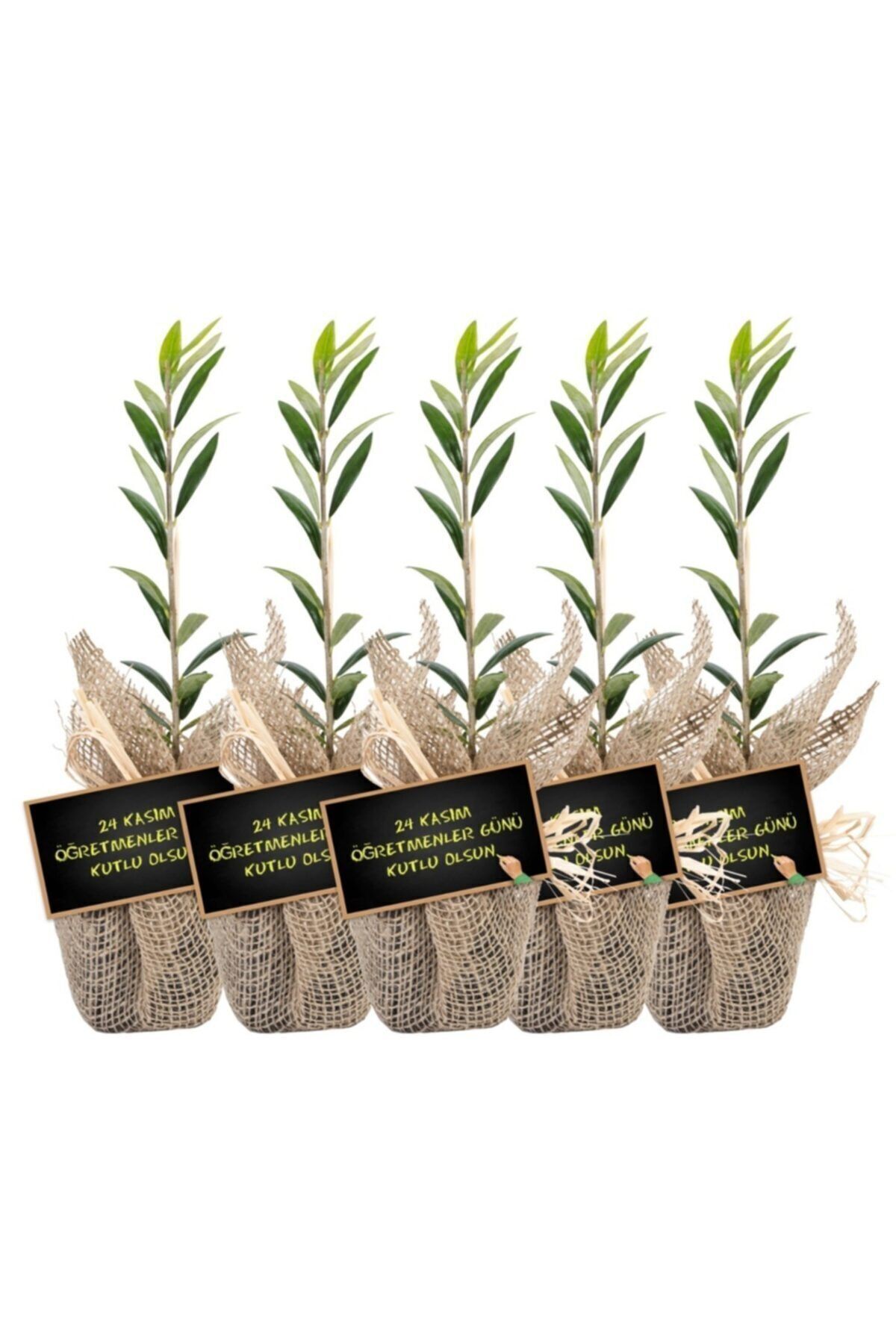 Hediyelik Zeytin Fidanı 5