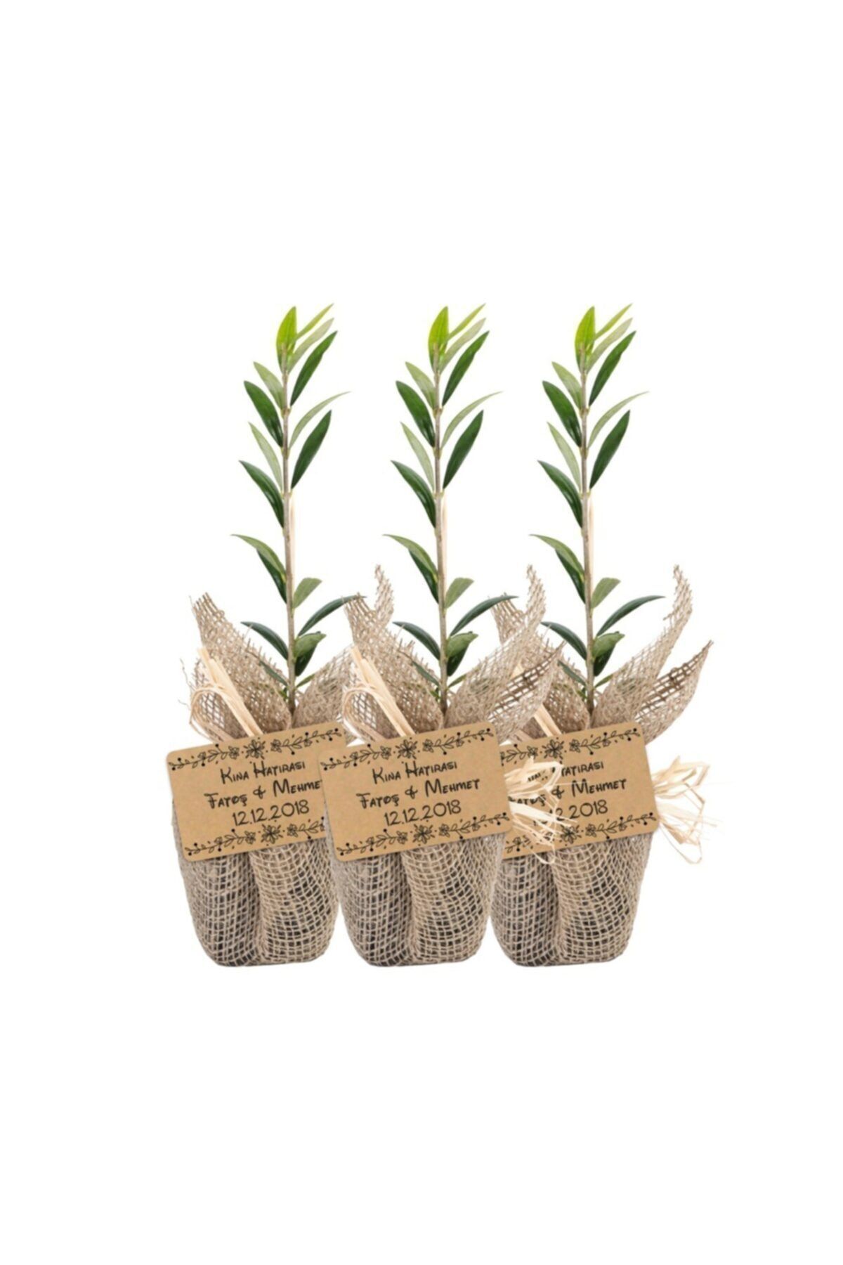 Hediyelik Zeytin Fidanı 6