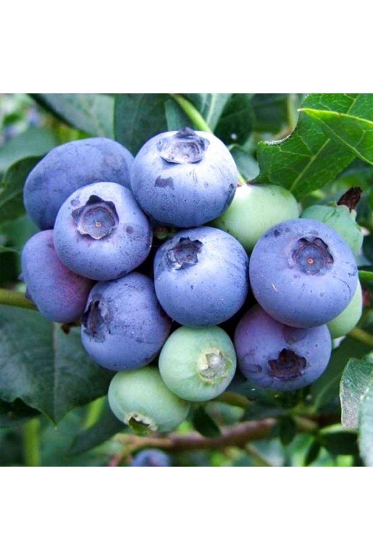 Tube Lipaka Blueberry Blueberry Seedling 50-60 Cm