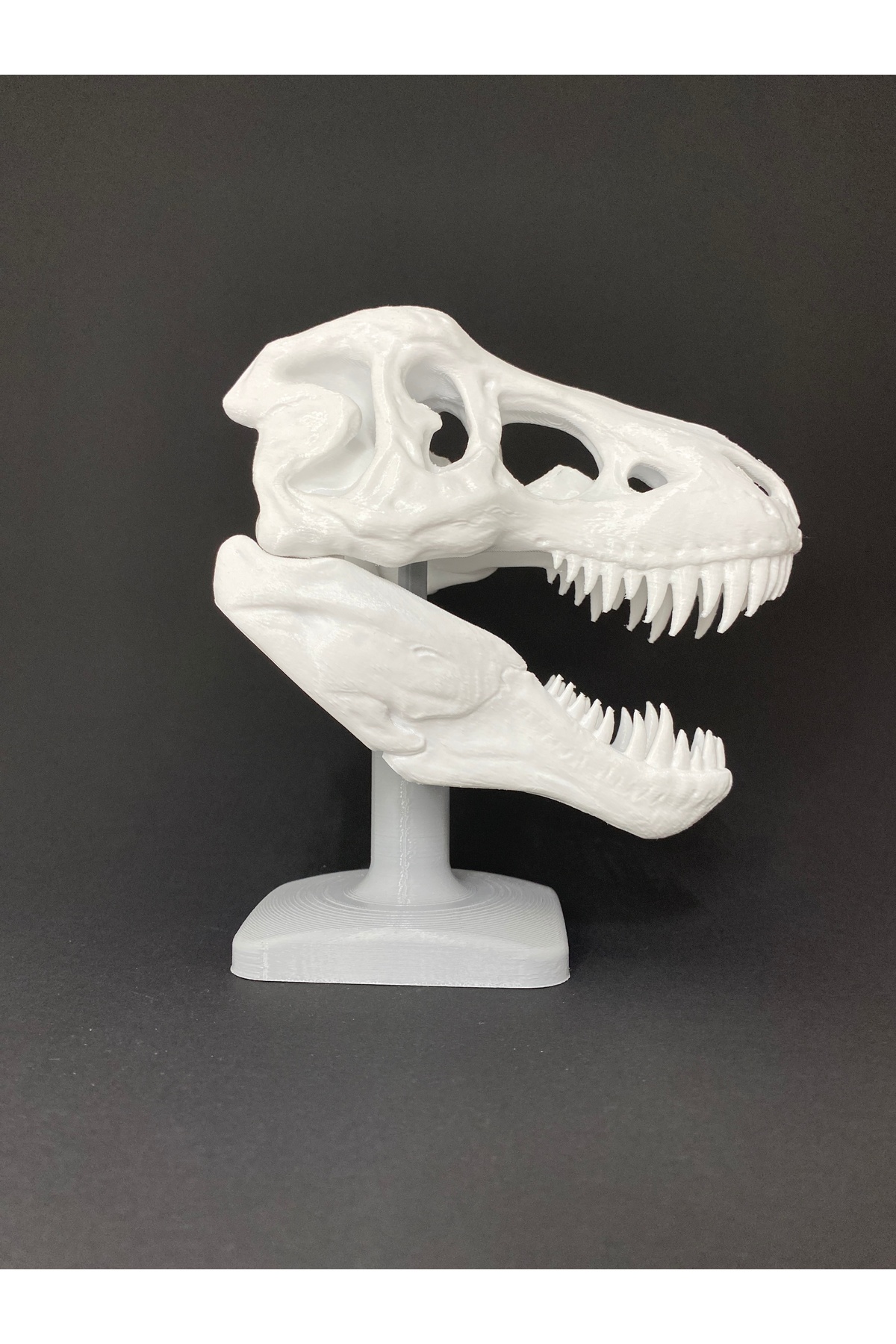Root Made T-Rex Kafatası Tiranozor Büst Dekoratif Dinozor Stand