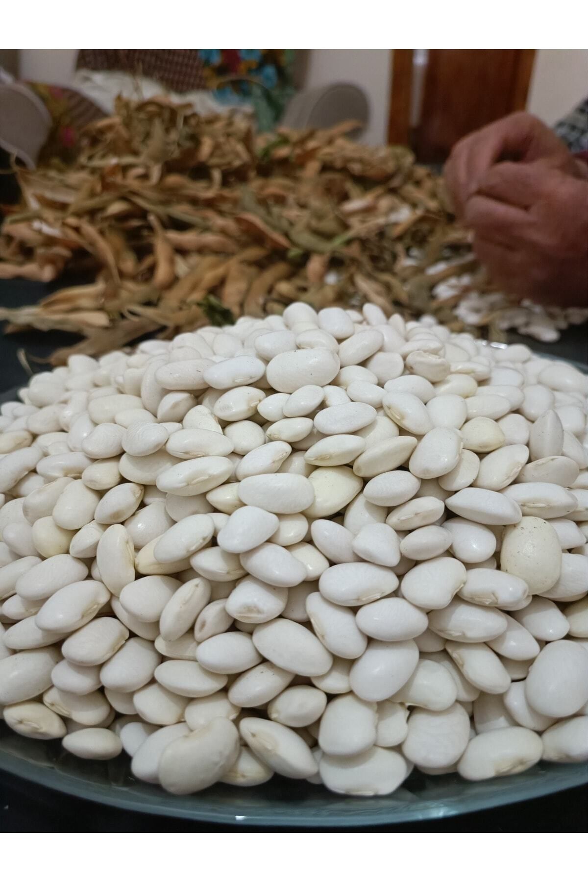 ŞİFAGIDA Piyazlık Iri Boy Kuru Fasulye 500gr Ilaçsız Üretilmiştir