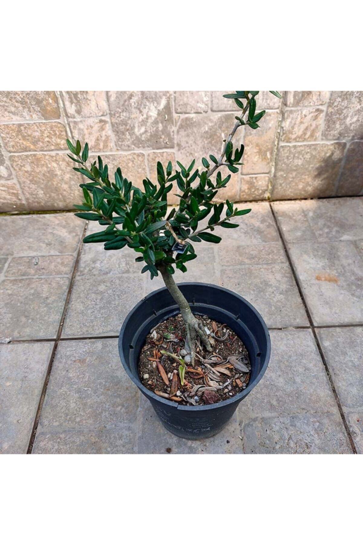 Delice Zeytin Bonsai Adayı 11 - Zeytin Ağacı 4