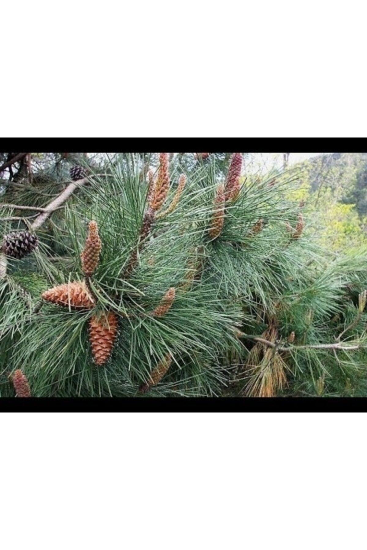 2 adet fıstık çam fidanı(40ila 60cm)