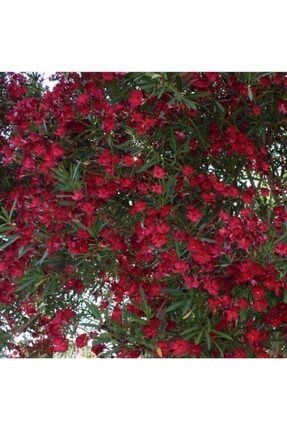 Tüplü Katmerli Kırmızı Çiçekli Zakkum Fidanı(250-200 Cm Üzeri Çiçekli) NQSWXY58