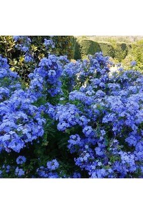 Mavi Çiçekli Yasemin Fidanı(50-100 Cm) GJKLQRV3
