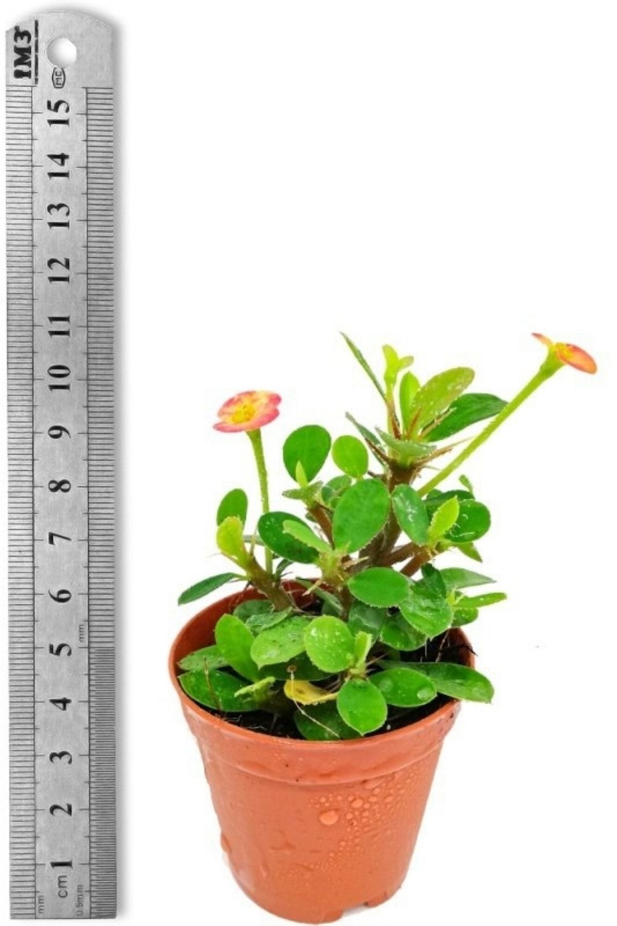 Kırmızı Dikenler Tacı Milli Eubhorbia Mini Boy 5.5cm Şuan Çiçeksizdir 2