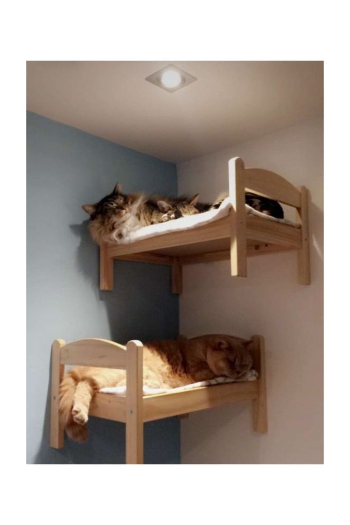 Cat in doll bed shop