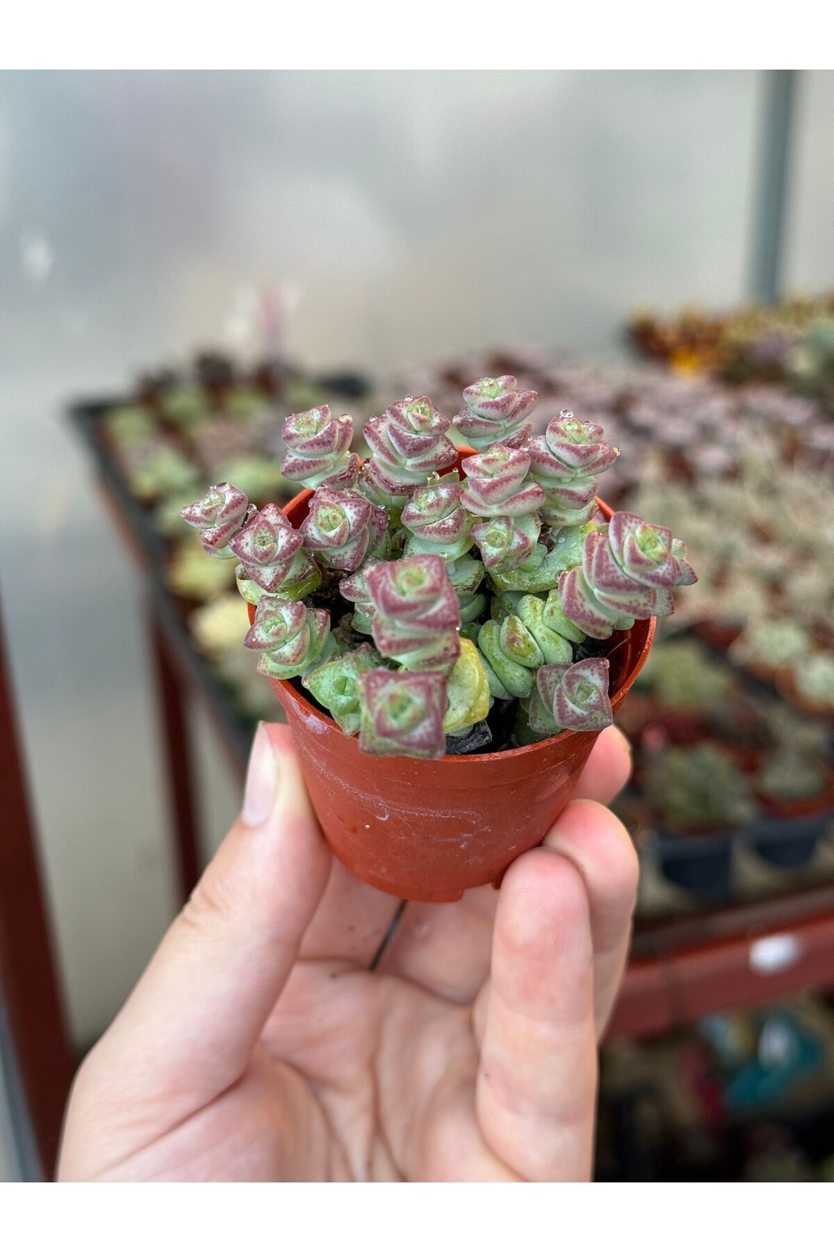 SukuLand Crassula Marnieriana Hottentot ithal koleksiyonluk özel tür sukulent 5,5cm saksıda