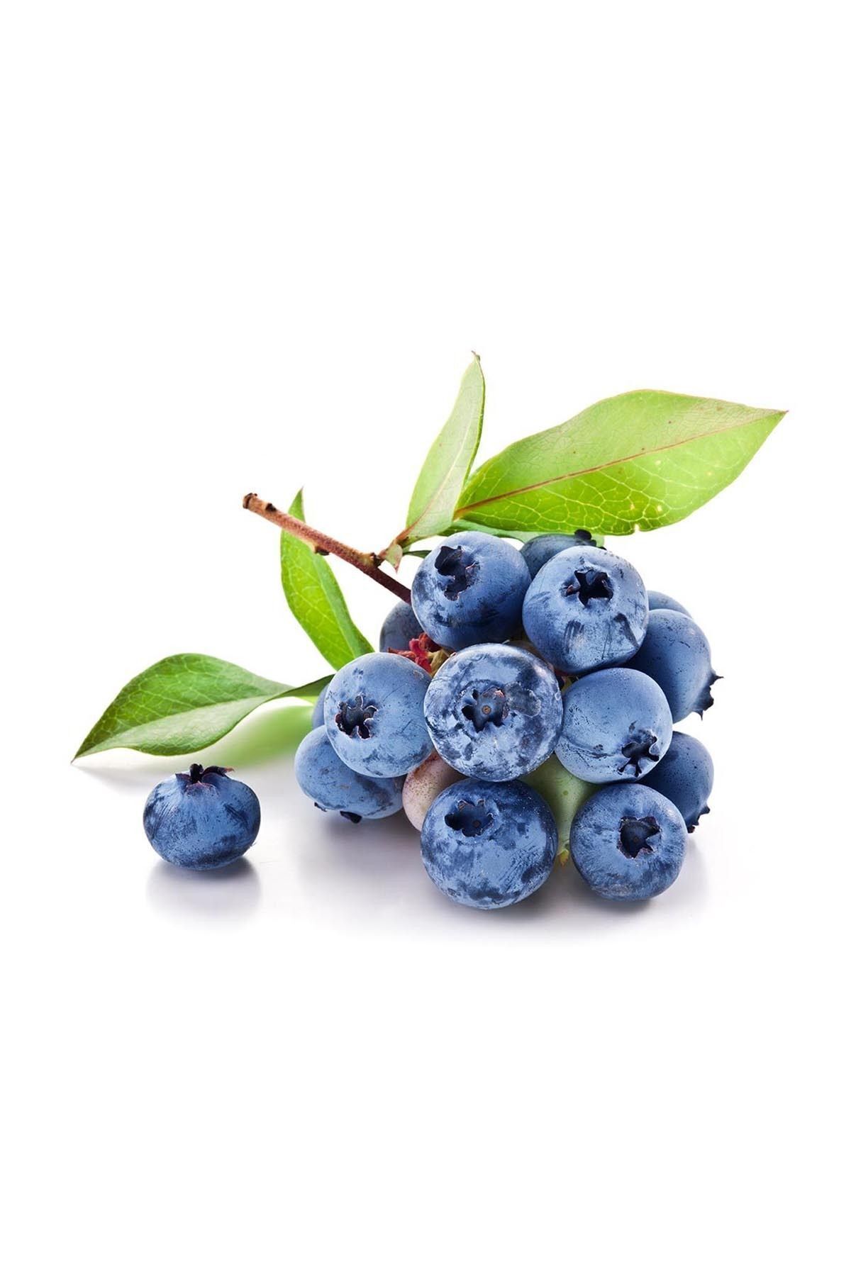 Organik Bitkim-Blueberry Dried 250 gr 3