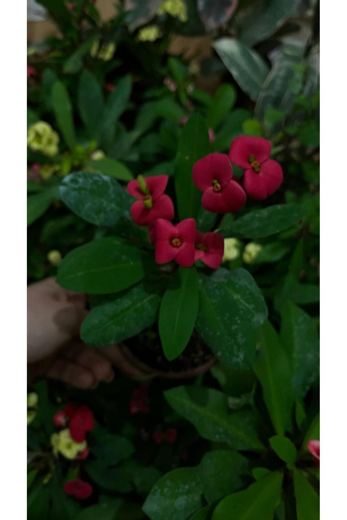 Thorns Crown Small Flower Imported Dutch National (FUCHSIA)