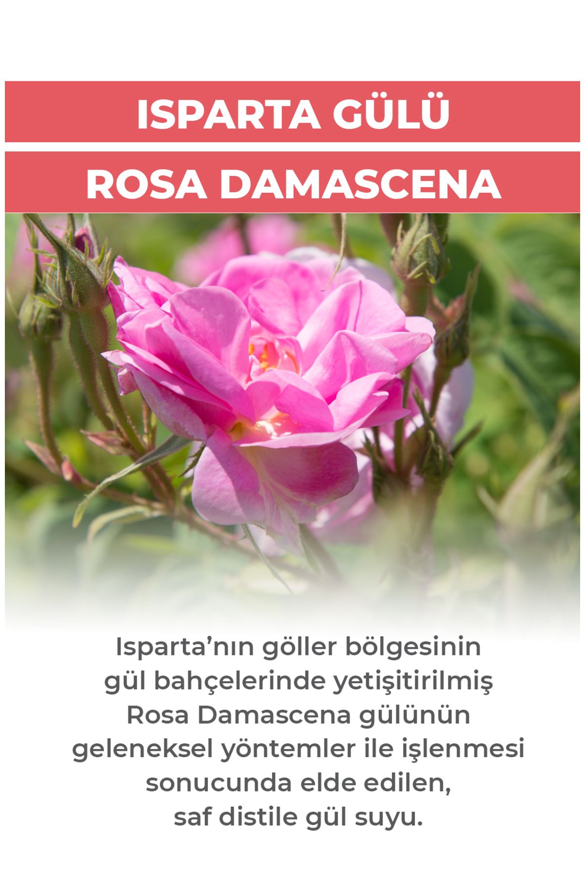 گلاب 100% طبیعی 300 میلی لیتر Ab-ı Gül