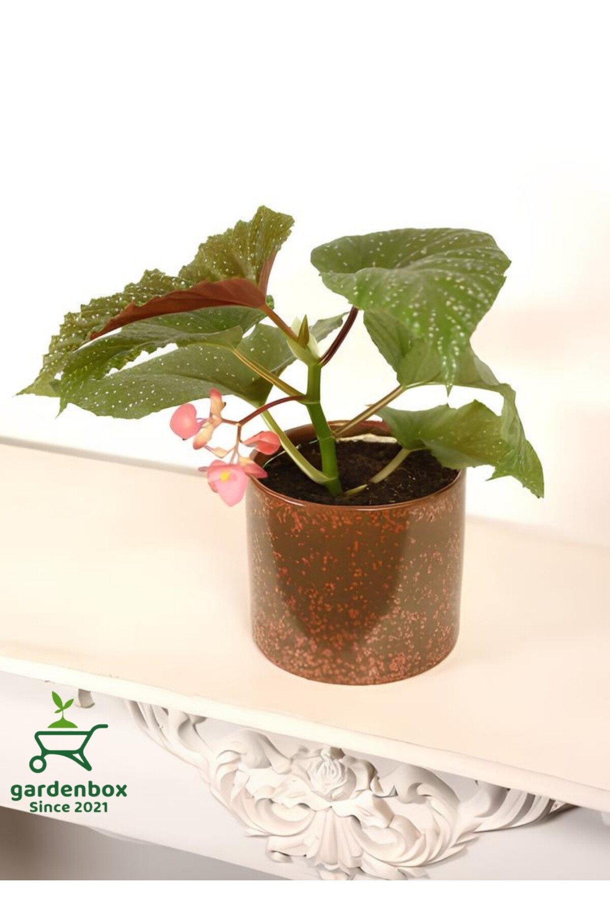 Freckled Begonia Flower 1 PC 8,5 Potted 10-20Cm