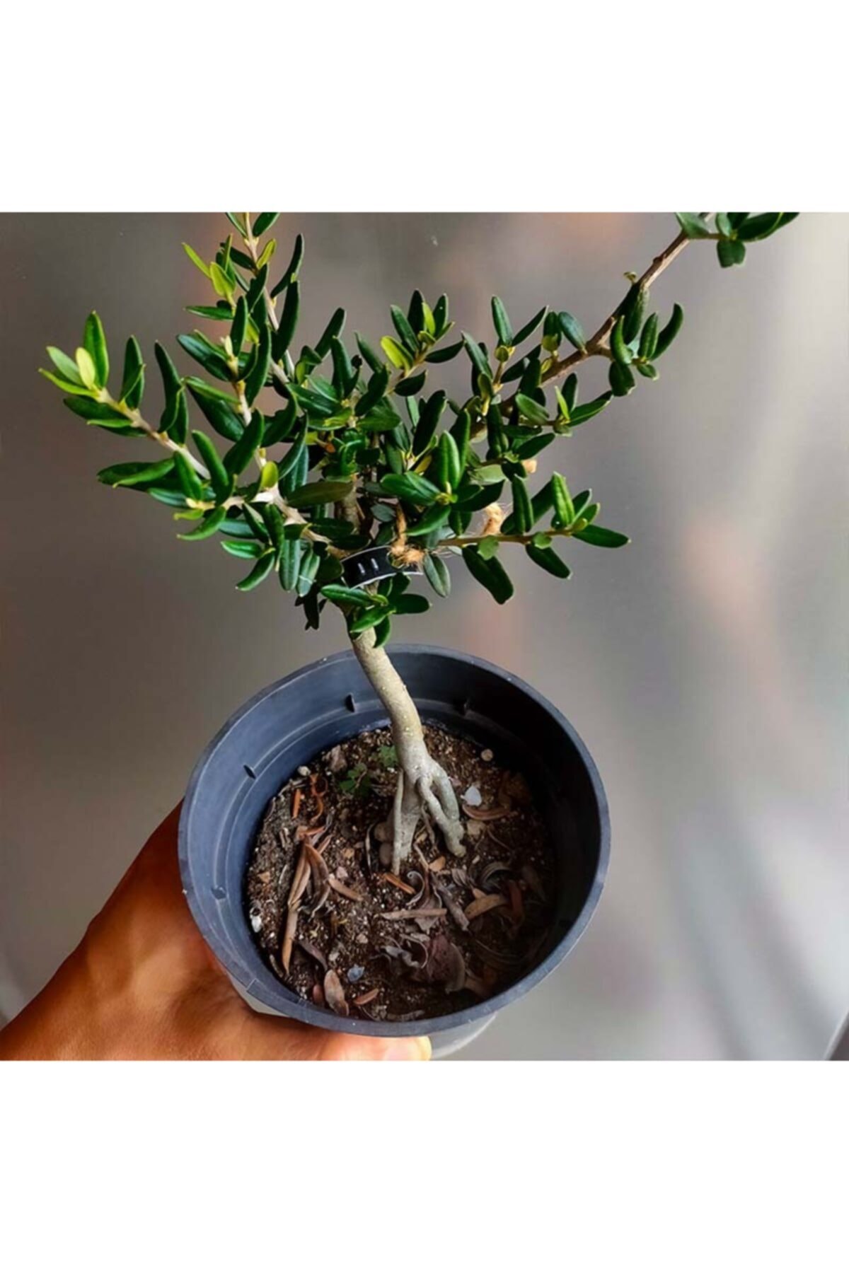 BONSAI出品 prestijiseed 3 Adet Tohum Bodur Bonsai Zeytin Ağacı Tohumu