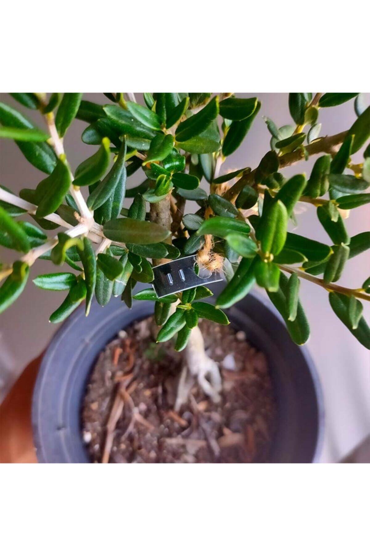 Delice Zeytin Bonsai Adayı 11 - Zeytin Ağacı 5