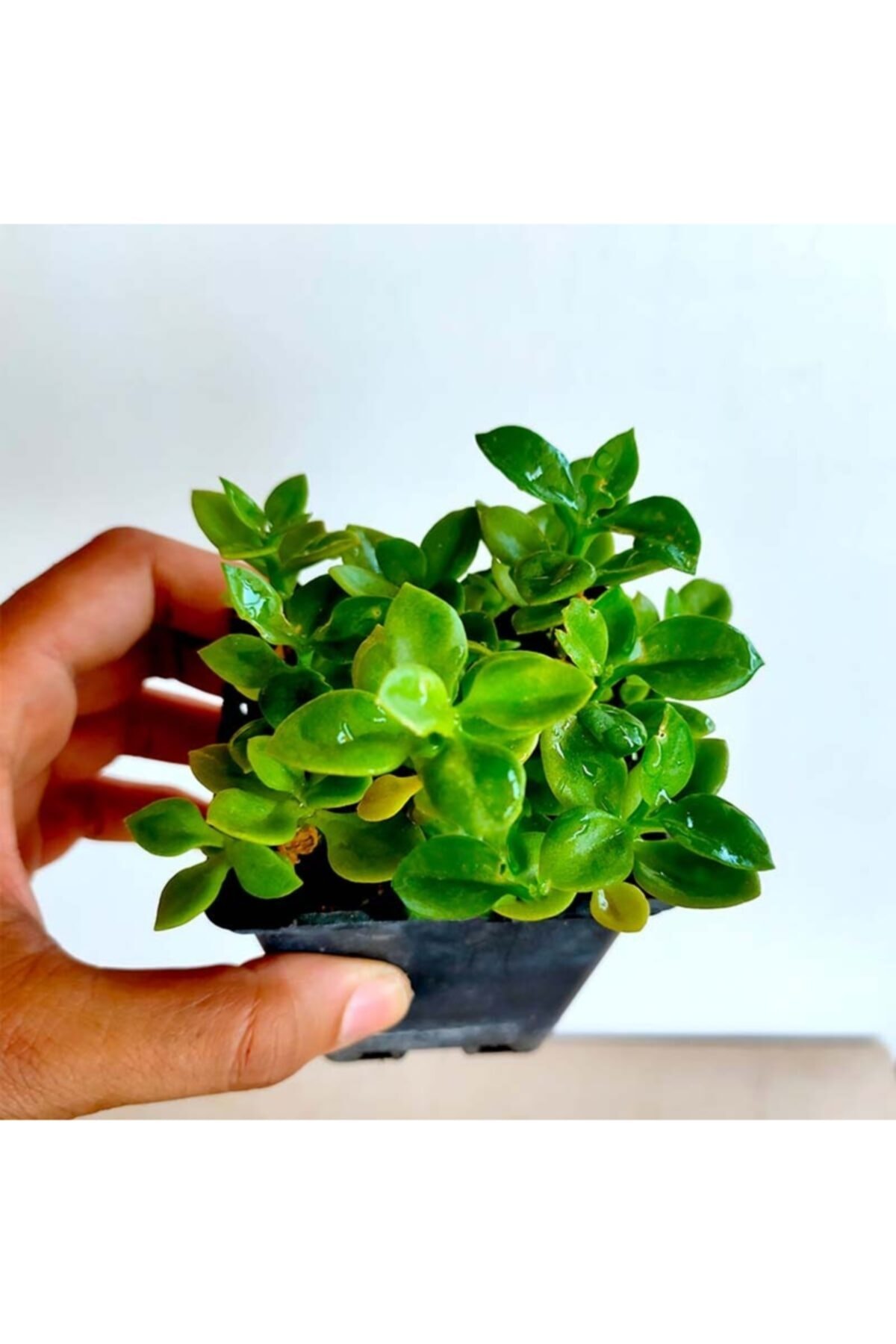 Buz Çiçeği 9cm'lik Saksıda - Köklüdür Ve Ilaçsız Üretilmiştir 4