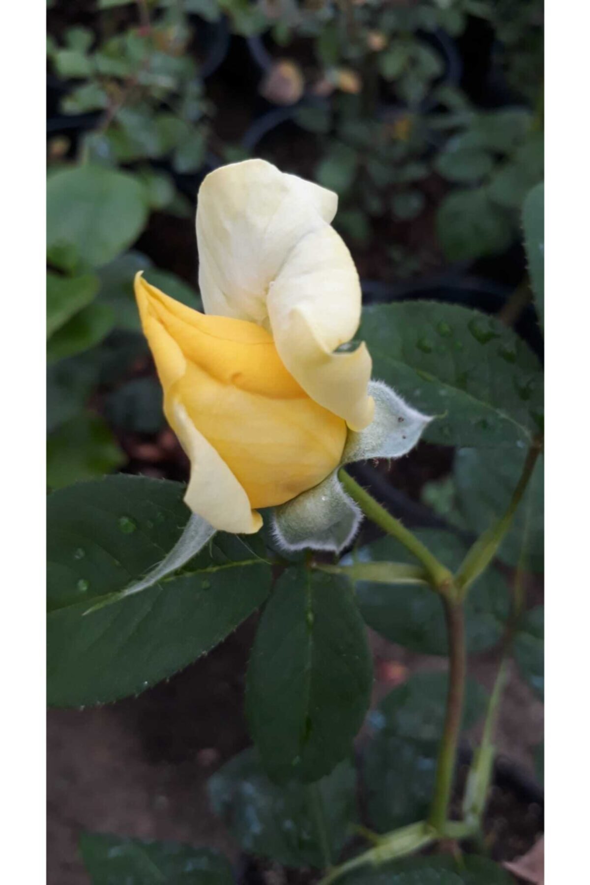 Aşılı Gül Fidanı 40-60 Cm 3