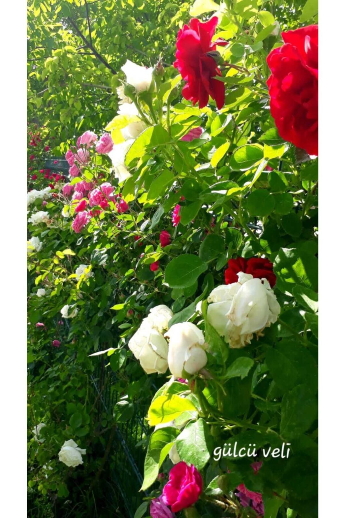 Aşılı Gül Fidanı 40-60 Cm 4