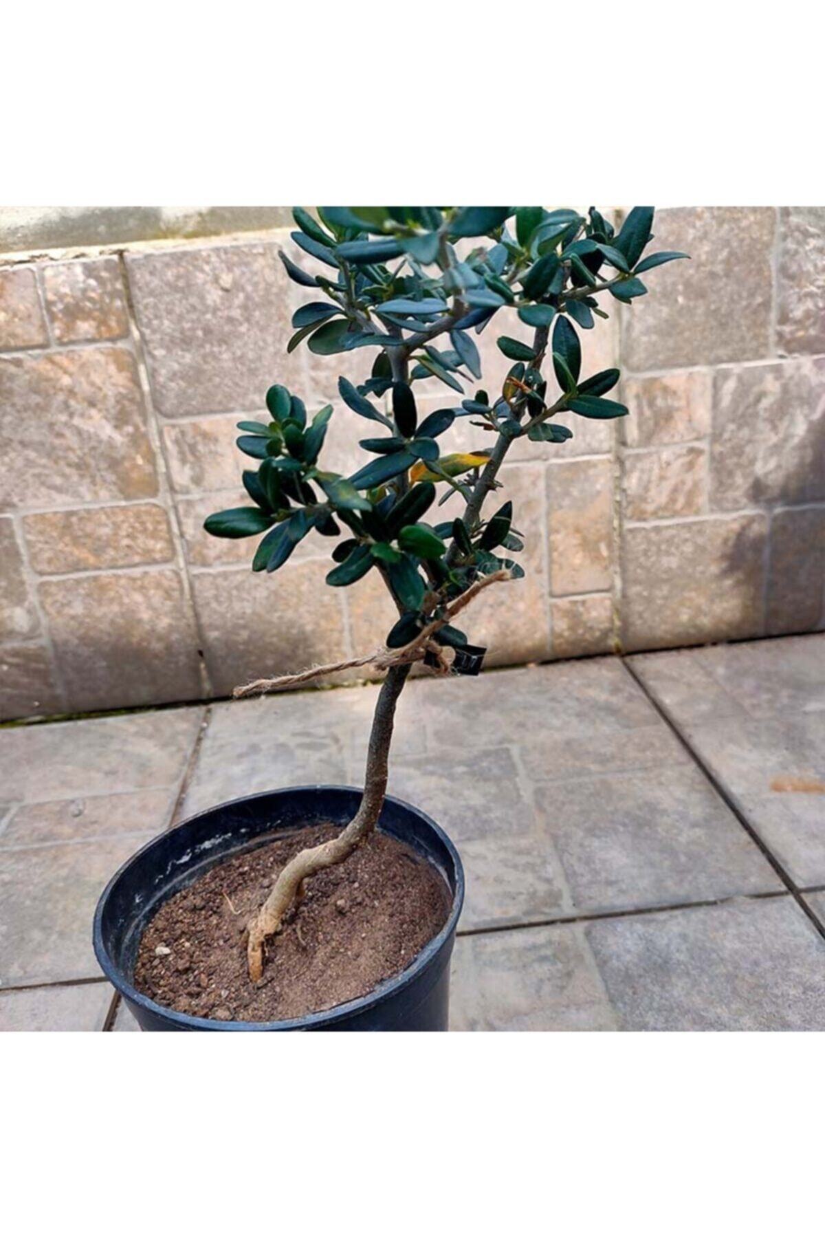 Delice Zeytin Bonsai Adayı 17  Zeytin Ağacı 6