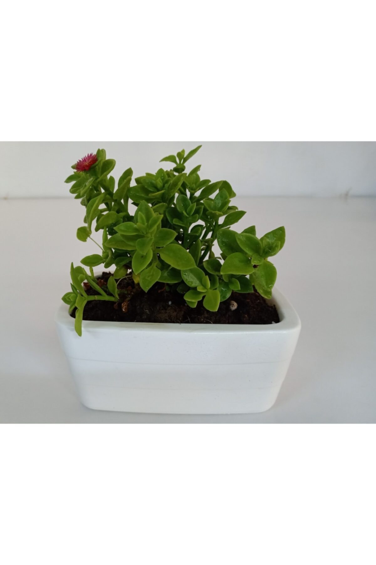 Orta Boy Seramik Saksıda Buz Çiçeği Sukulent Pembe Çiçek Açar (20 Cm)
