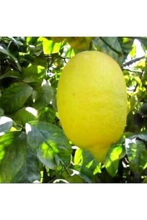 Tüplü Çok Dallı 4 Yaşında Yediveren Enter Limon Fidanı (150-200 Cm) DHJKRV46