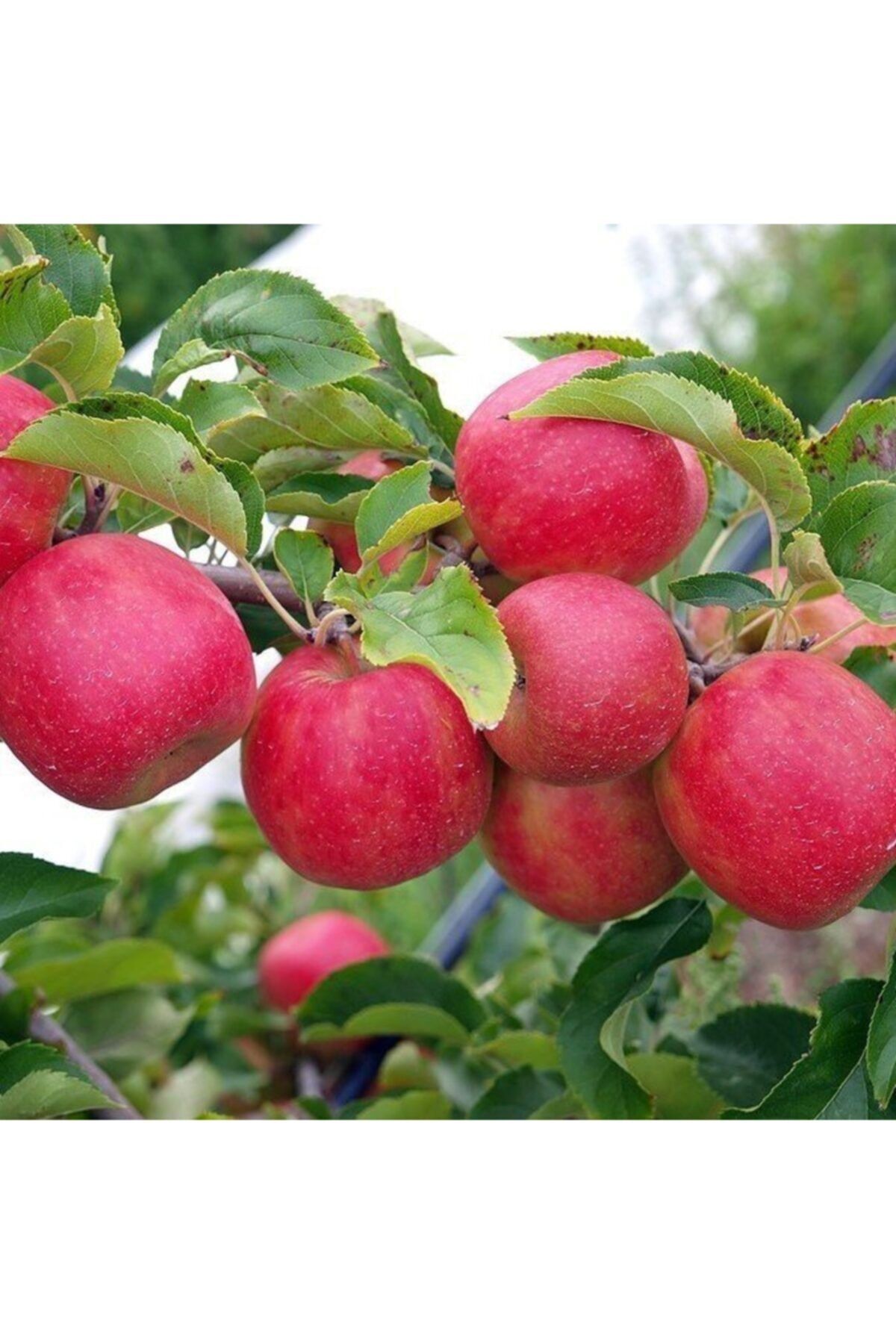 Купить Саженцы Яблони Пинк Леди
