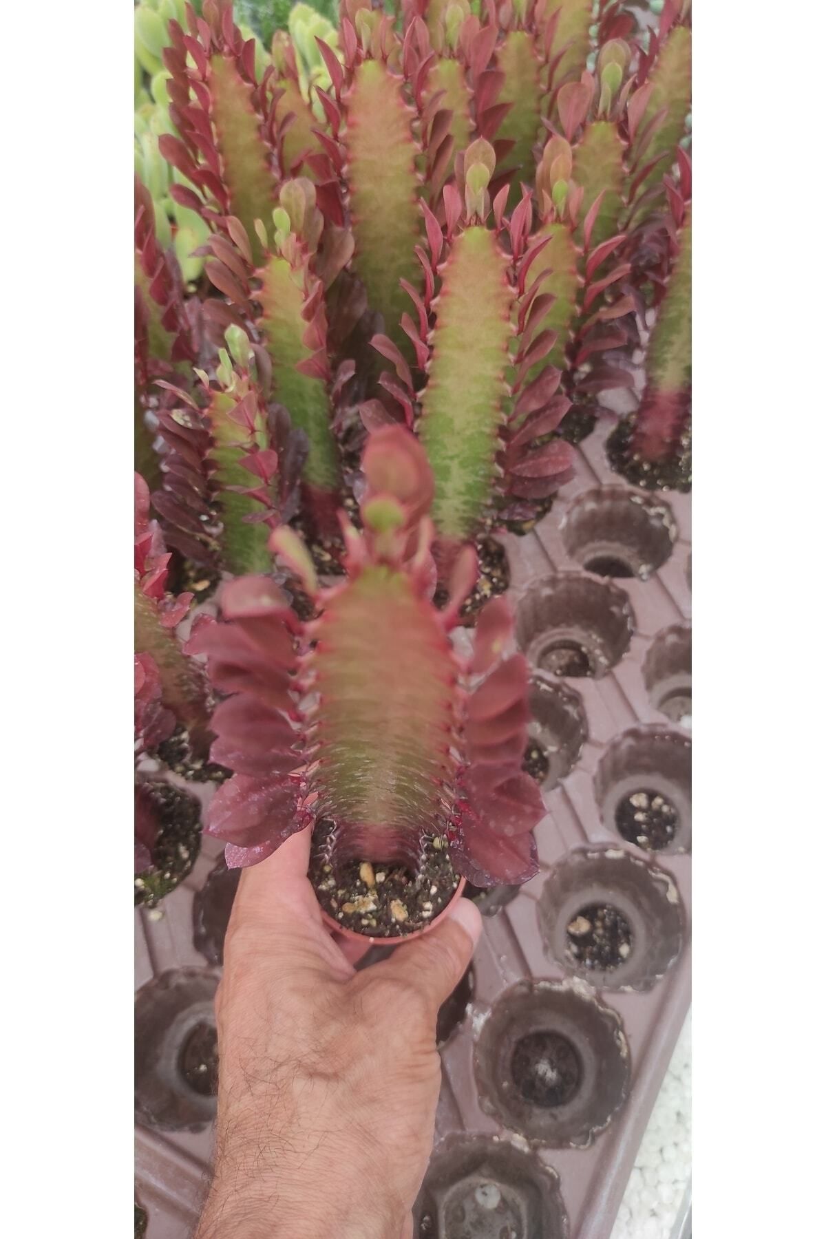 Euphorbia Ingens ( Kırmızı Süt Kaktüs ) ( ( 5.5 Cm Saksıda ) Boy 25 Cm Dolgun Ve Formlu 2