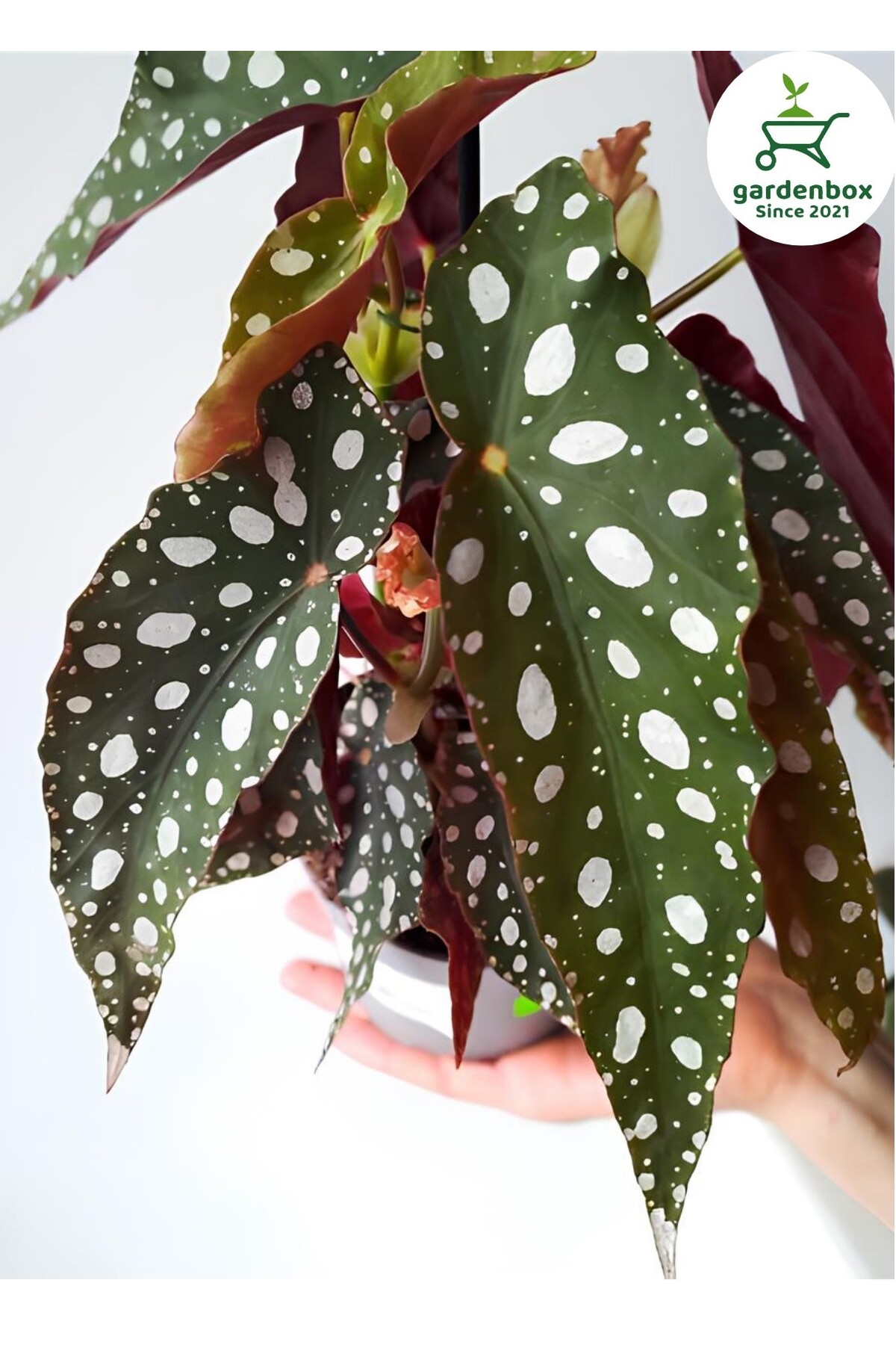 Imported Freckled Begonia Flower Full Form Red Flower 1 Potted 20-40Cm