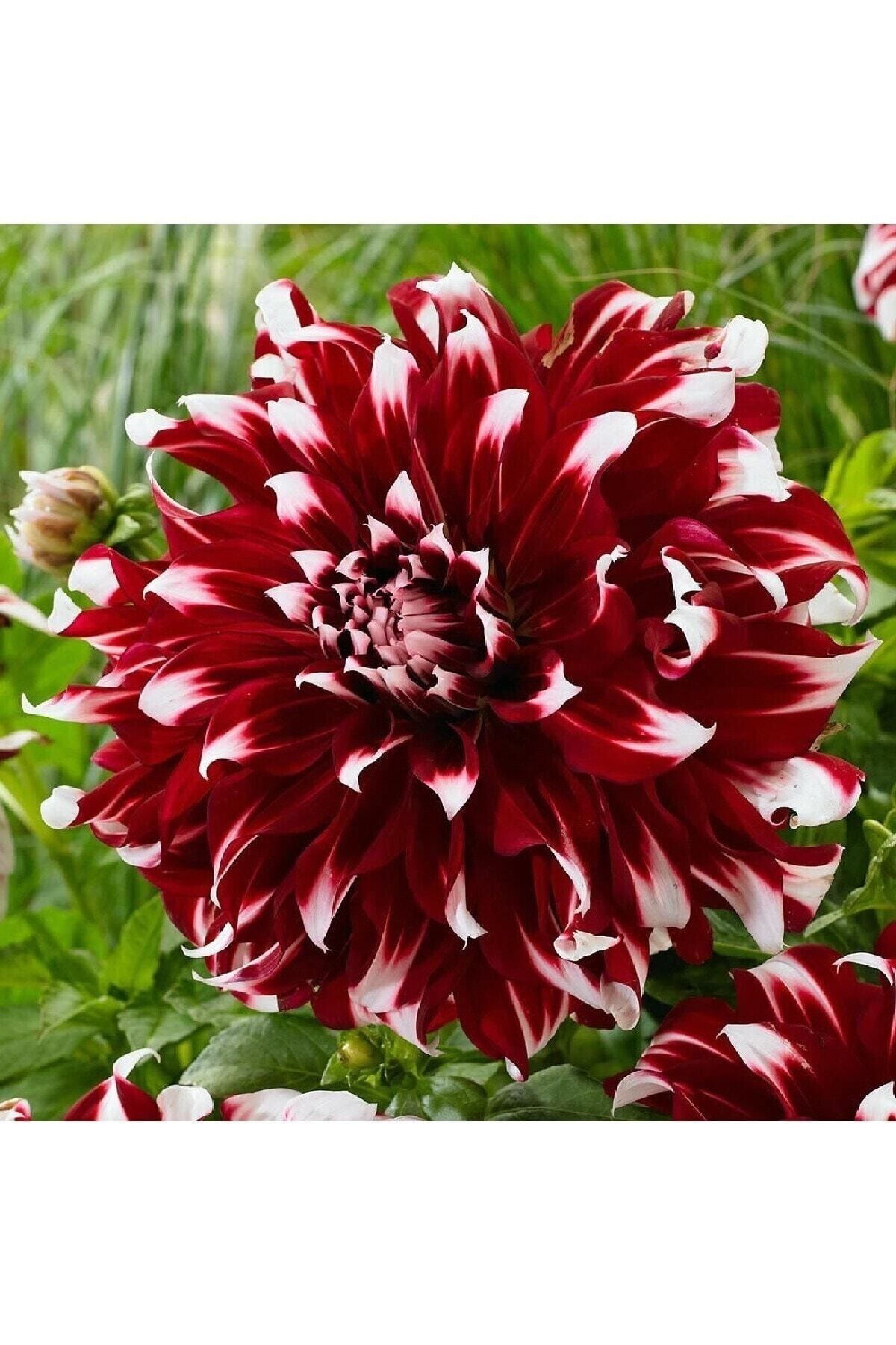 Dev Çiçekli Dahlia Yıldız Çiçeği Soğanı 4