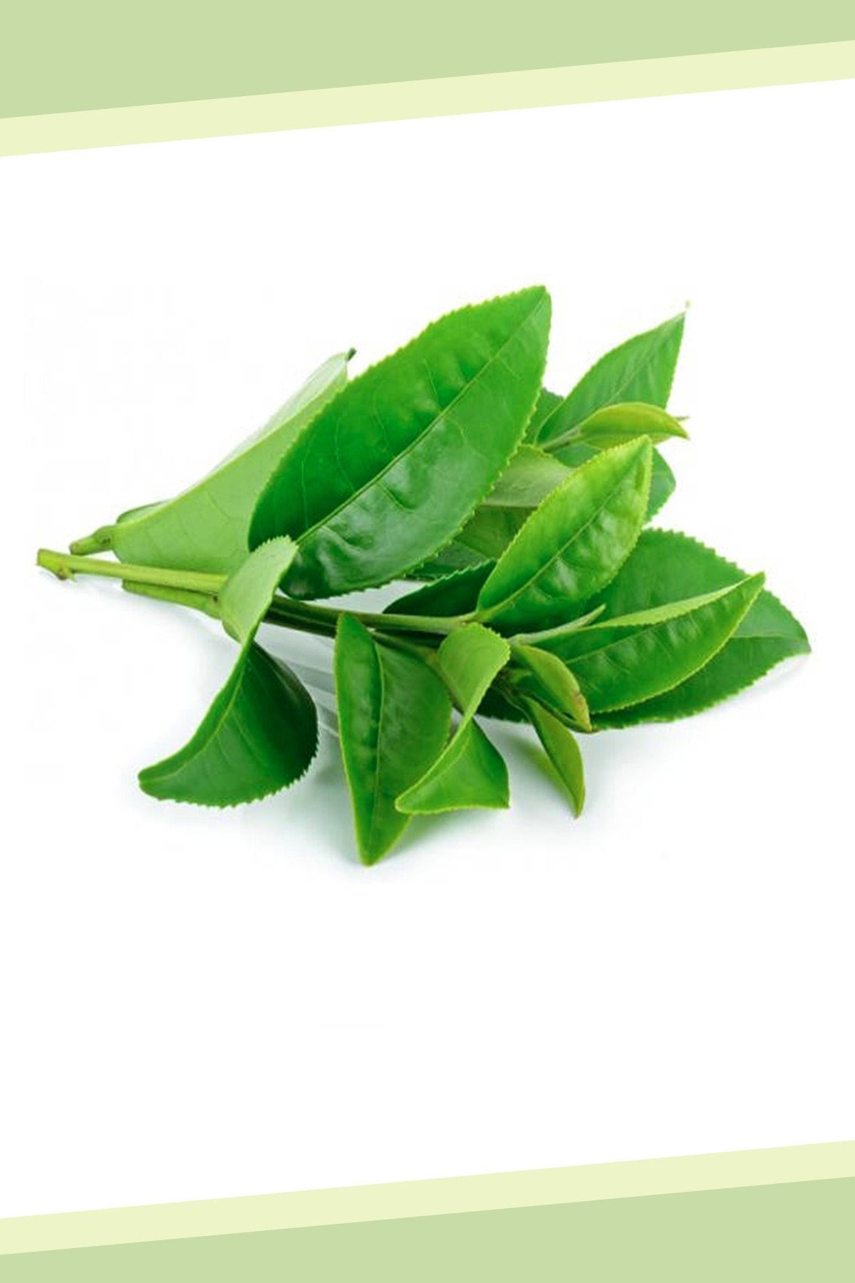 Pati Mama-Fresh Laurel Leaf for Alanya - From the Branch and the Same Date (250 Gr) 1