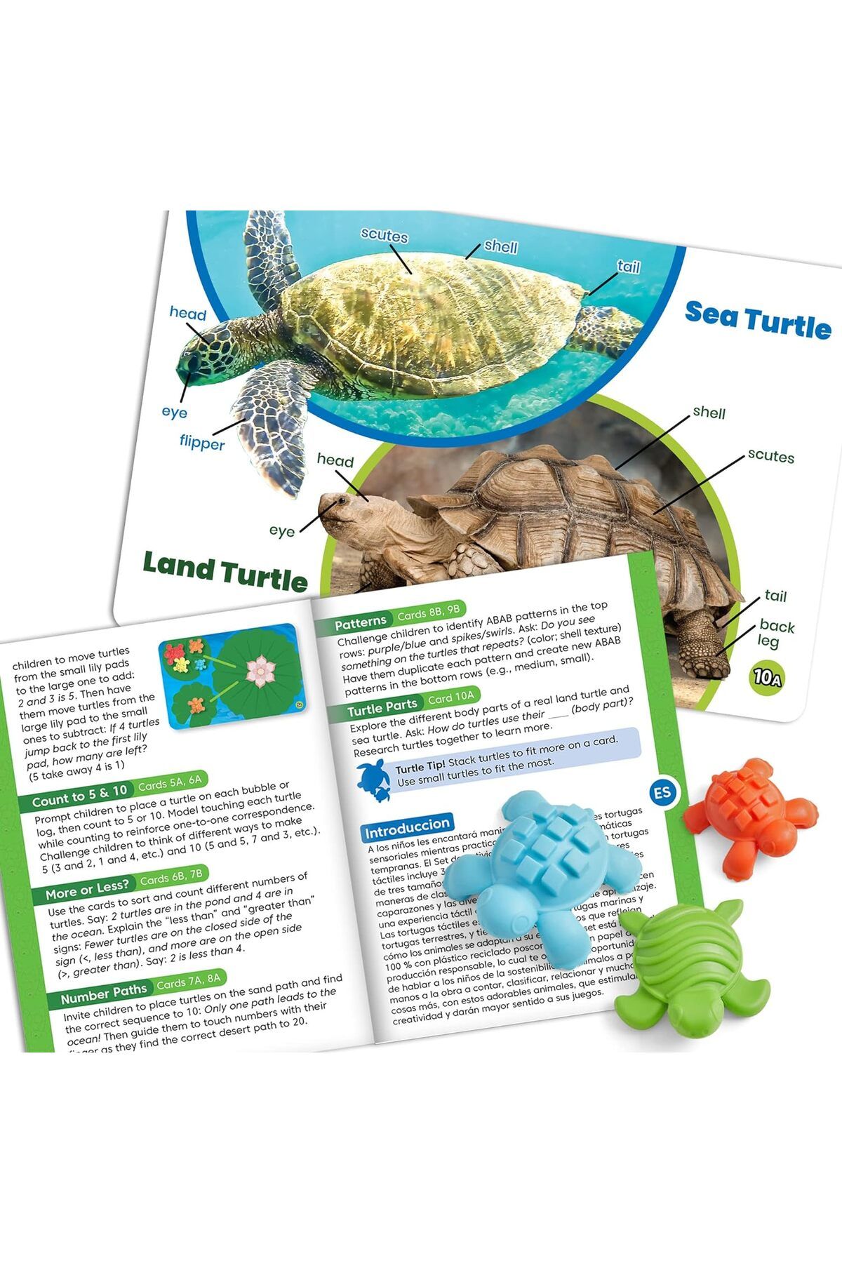 Learning Resources-مجموعة أنشطة الرياضيات LR-TACTILE TURTLES 5