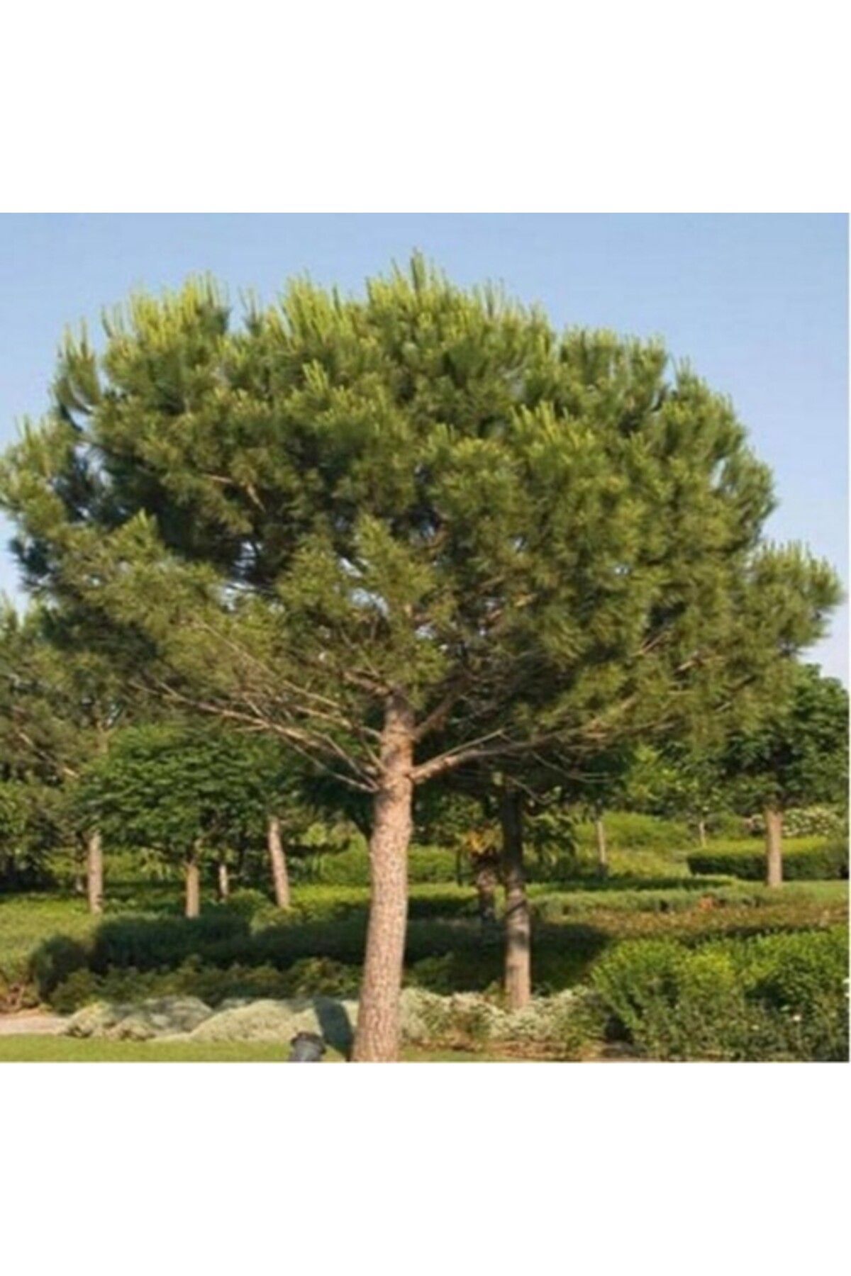 Fıstık Çamı Fidanı 2 Adet 20-30 Cm 2
