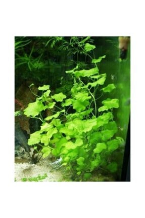 emaavm akvaryum bitkileri hygrophila difformis cinar 1 bag aciklamayi lutfen okuyunuz fiyati yorumlari trendyol