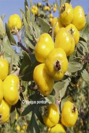 Tüplü Iri Meyveli Sarı Hatay Belen Alıcı Fidanı AEFMRS58