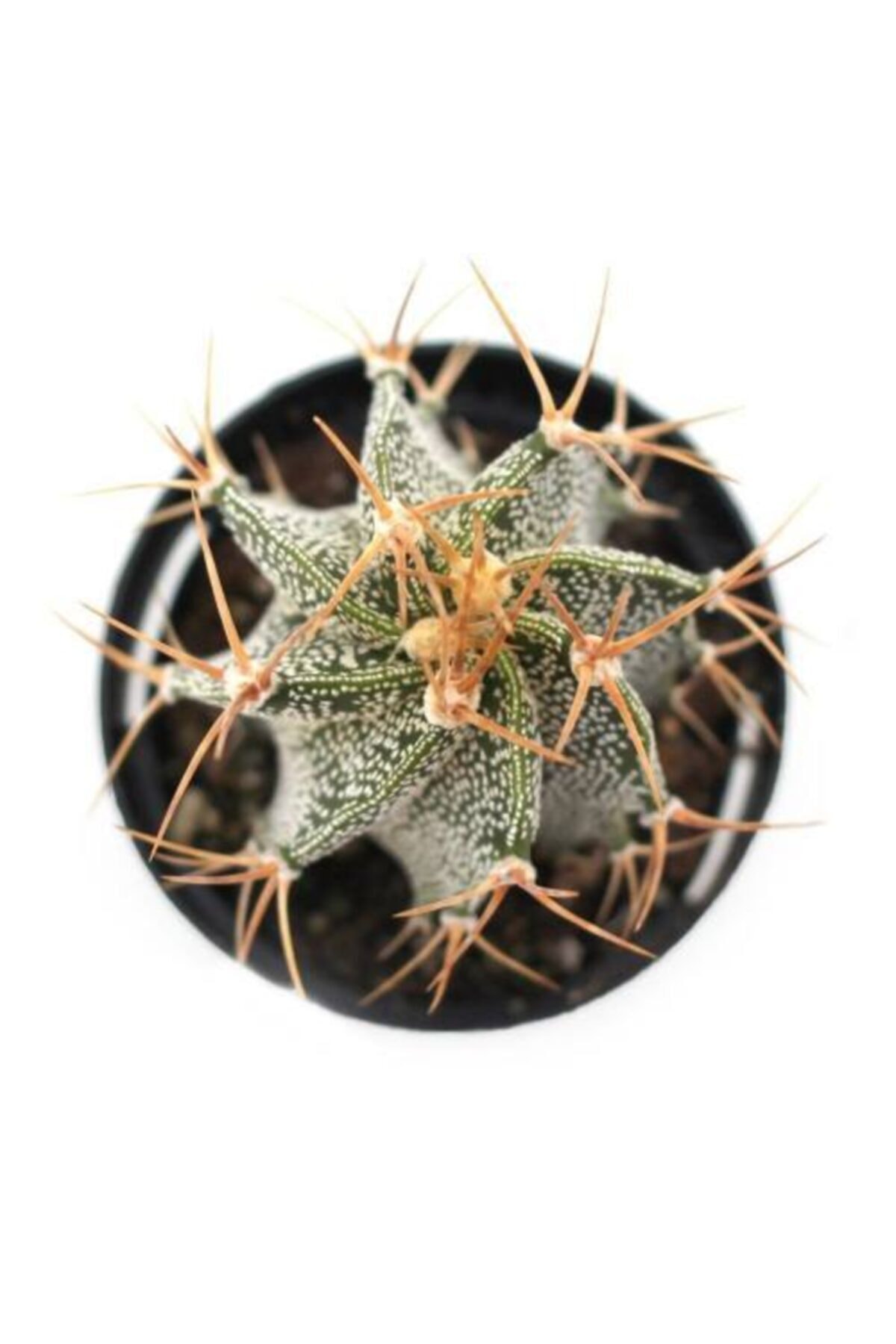 Astrophytum Ornatum Kaktüs 5.5 Cm Saksıda