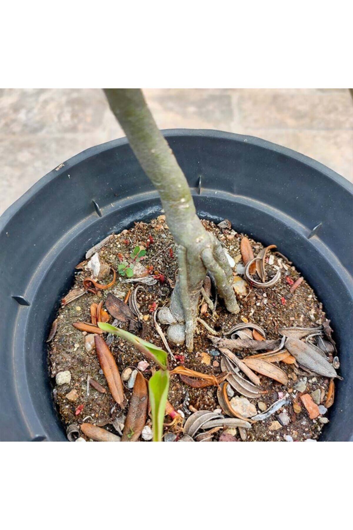 Delice Zeytin Bonsai Adayı 11 - Zeytin Ağacı 2