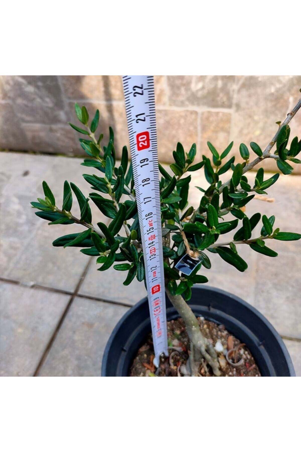 Delice Zeytin Bonsai Adayı 11 - Zeytin Ağacı 3