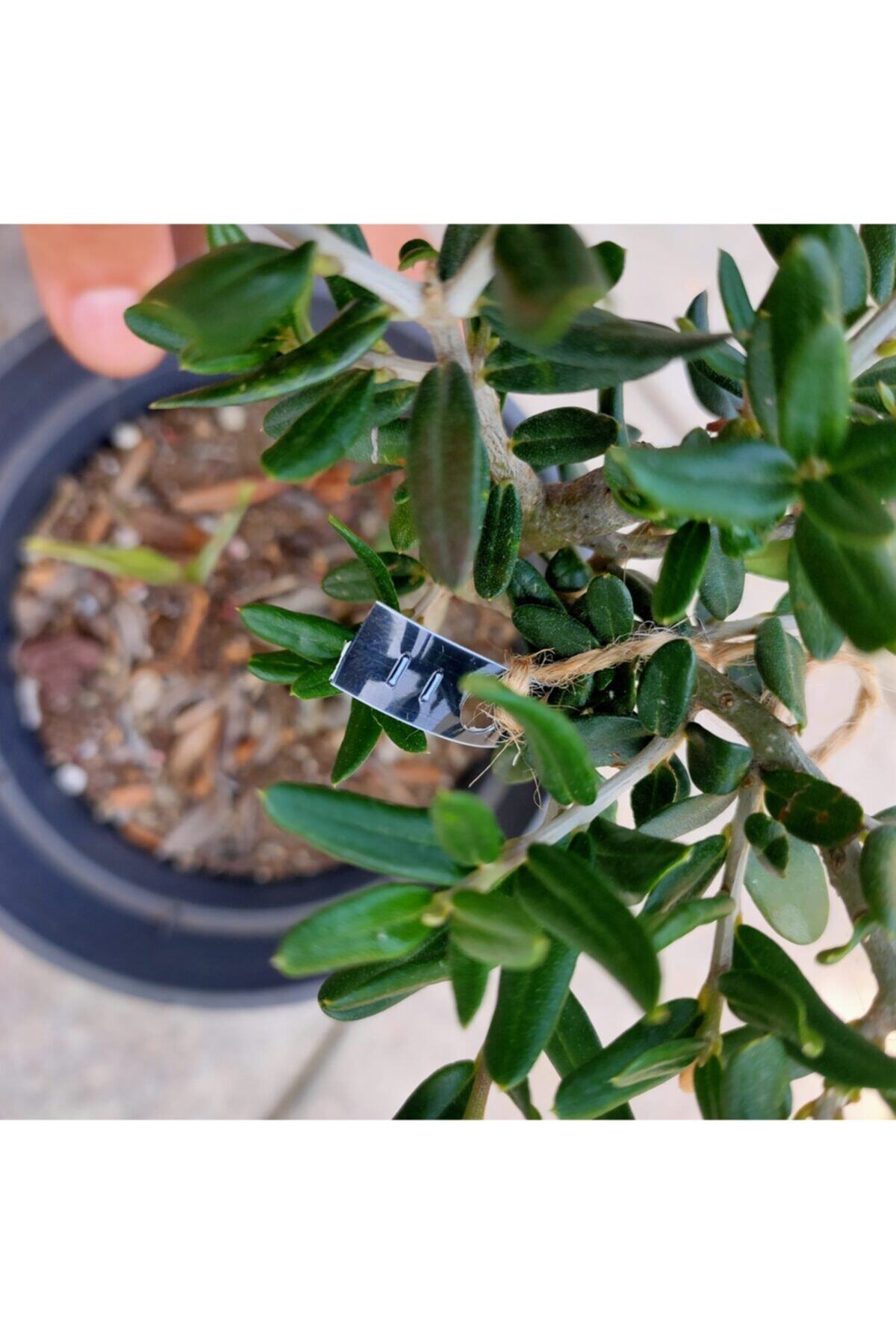 Delice Zeytin Bonsai Adayı 11 - Zeytin Ağacı 6