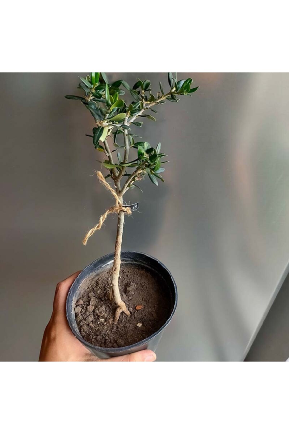 Delice Zeytin Bonsai Adayı 17  Zeytin Ağacı