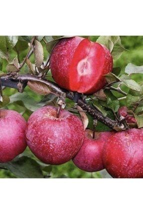 Tüplü Içi Ve Dışı Kırmızı Elma Fidanı (200-300 Cm Meyve Verme Yaşında) AHJQSVW2