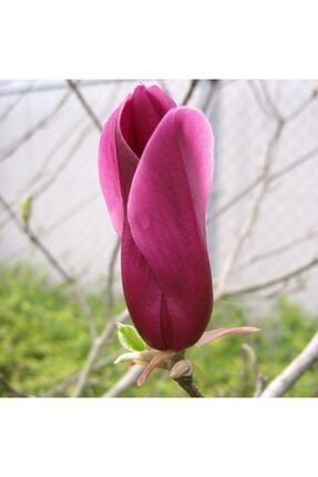Tüplü Nadir Bulunan Mor Çiçekli Manolya (magnolia) Fidanı CEHJSZ39