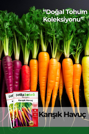 Patika Botanik 3000 Adet Karışık Havuç Tohumu (SARI,TURUNCU, MOR, KIRMIZI)